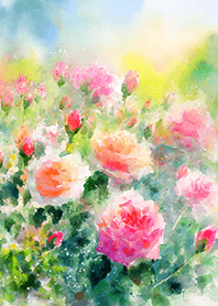 Beautiful rose flower(R2643)