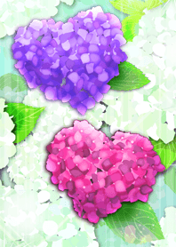 Heart hydrangea blessed with fortune