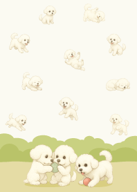 Cute happy bichon frise dog.10