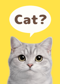 British Shorthair Simples 3 Yellow 02