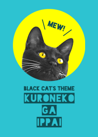 many many black cats