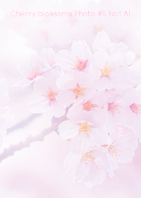 Cherry Blossoms Photo #5-16 NotAI