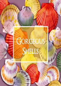 Gorgeous Shells