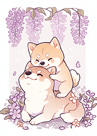 ⭐️紫藤花下開心柴犬寶貝❤️
