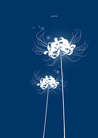 Lycoris white Background blue