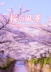 Cherry Blossom Scenery vol.1