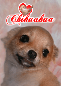 Chihuahua tenhime @Cute dog
