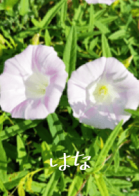 夏天花