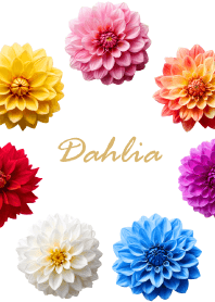 Dahlia vol.7