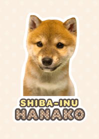 Shiba Inu Hanako [PhotoTheme*a07]