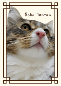 猫たんたん＠ペットグランプリ