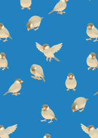 I am a Java sparrow2 on blue