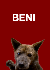 甲斐犬BENIきせかえ