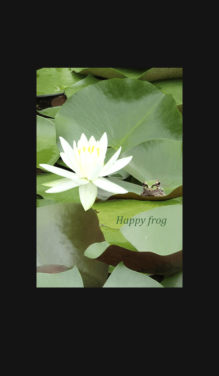 Frog and lotus flower