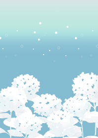Hydrangea soda