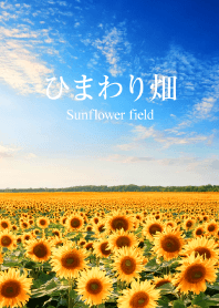 ひまわり畑 2