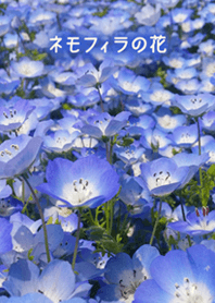 ネモフィラの花