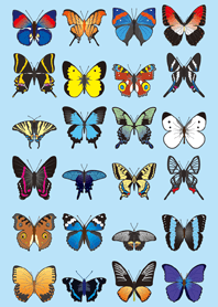 Butterfly Paradise
