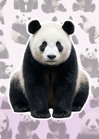 熊猫 写实 淡紫色