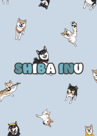 shibainu3 - baby blue