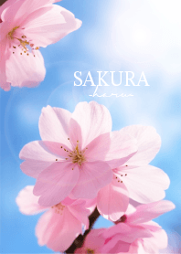 Sakura-Haru- 2