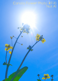 Canola Flower Photo#7-10Not AI