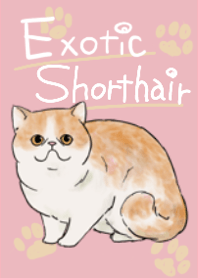 エキゾチックショートヘアの着せ替え