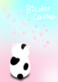 bi color cat !