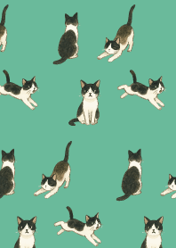 tuxedo cat05 on blue green