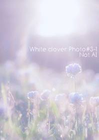 White clover Photo #3-1 Not AI