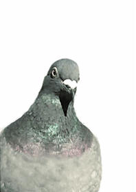 Pigeons everywhere14