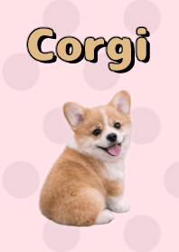 Tema Corgi Pink 05
