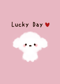 Fluffy white toy poodle