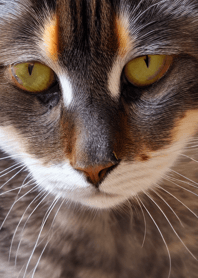 Cats run wild #CYUaT02.