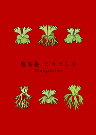 我養的鹿角蕨(紅色)