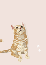 橘貓