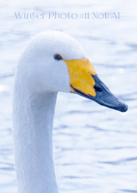 Winter Photo #11-9 Not AI