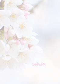 Japanese SAKURA Theme 10