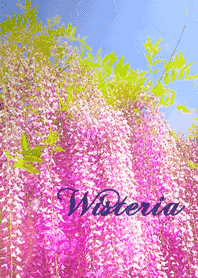 Wisteria