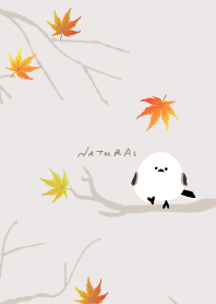 Long-tailed Tit maple10 from Japan