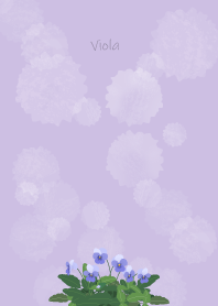 December's birth flower,Viola