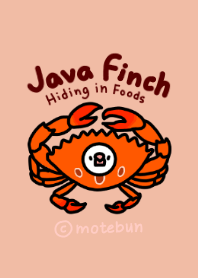 Java Finch