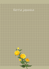 May birth flower,Kerria japonica