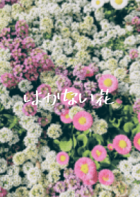 可愛的花!