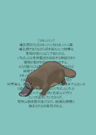 泳ぐカモノハシ