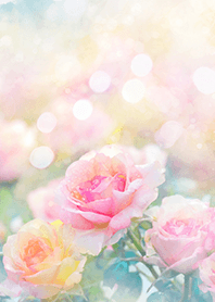 Beautiful rose flower(R1870)