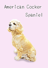 American Cocker Spaniel