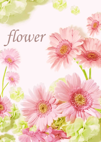 Gerbera wrapped in gentle happiness5