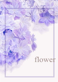Fresh hydrangea flowers11