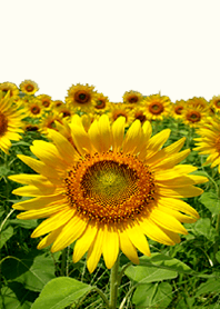 sunflower in the sky!15#cool